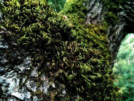 moss bark detail and flora back groundの写真素材
