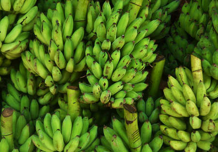 green bananasの写真素材