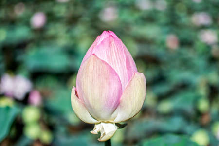 lotus bud