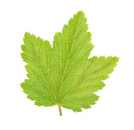 Currant leaf isolated on a whiteの写真素材