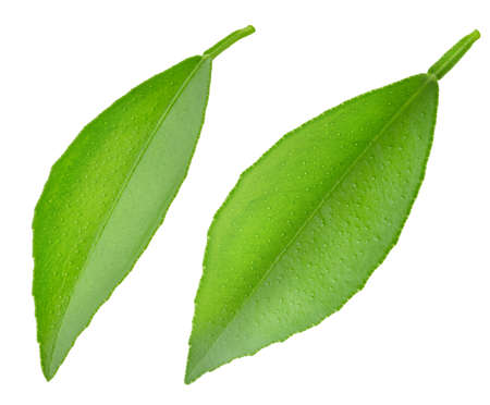 Citrus leaf isolated on a white background