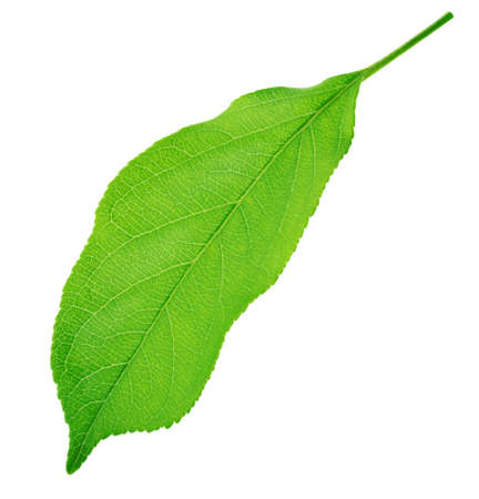 Apple tree leaf isolated on a white