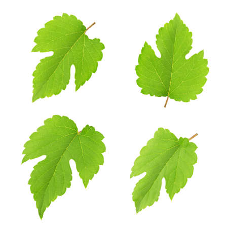 Set of grape leaf isolated on a white