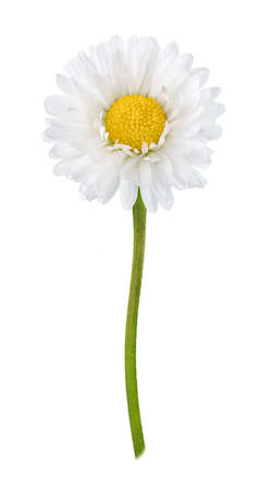 Daisy flower isolated on white background cutoutの写真素材