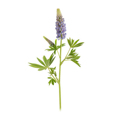 Violet lupin flower isolated on white background. Full depth of fieldの写真素材