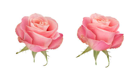 Close op of coral rose flower. Detailed retouchの写真素材