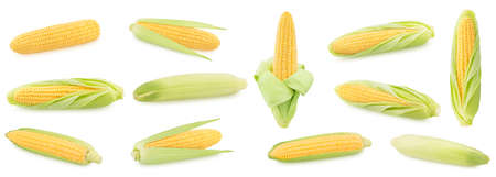 Large set of fresh whole corn cobs isolated on a white background.