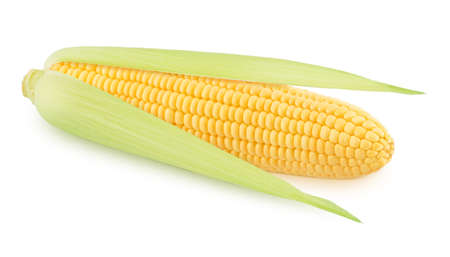 Fresh whole half peeled corn cob isolated on a white background.の写真素材