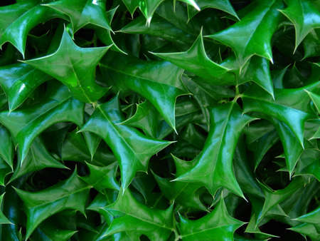 Green Sticker Bushの写真素材