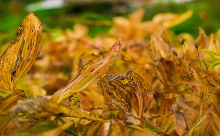 Yellow wilted flowers in autumn in the gardenの写真素材
