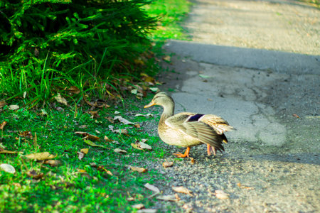A beautiful duck walks near a pond in the forestの写真素材