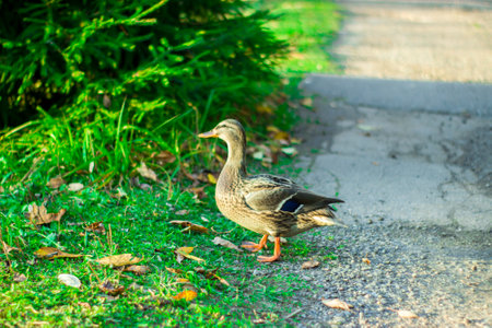 A beautiful duck walks near a pond in the forest