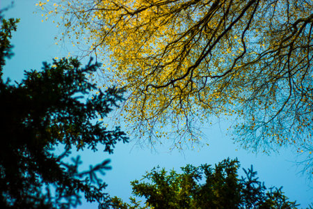 Sky against the background of trees