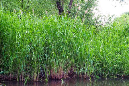 green reeds on the shore of a small river in the summerの写真素材