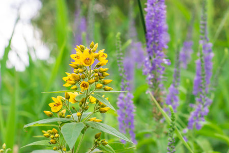 Lysimachia punctata, commonly known as golden loosestrife or golden loosestrife.の写真素材