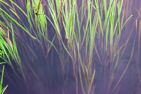 Green reeds in the water, close-up. Nature backgroundの写真素材