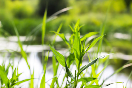 Green grass on the bank of a river, shallow depth of fieldの写真素材