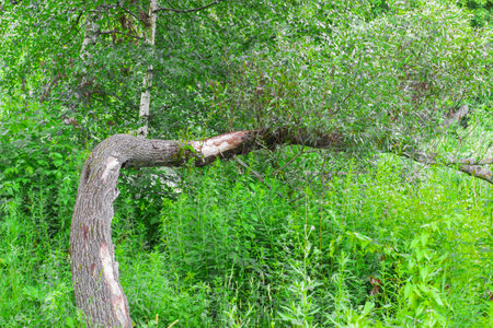 Fallen tree in the forest on a background of green foliage.の写真素材