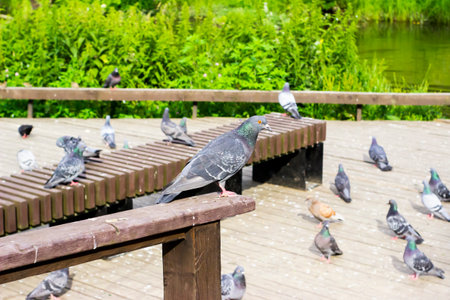 Pigeons on a wooden pier in the park. Pigeons on a wooden pierの写真素材