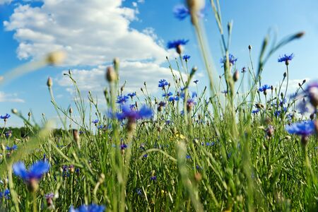 Ð¡ornflowersの写真素材