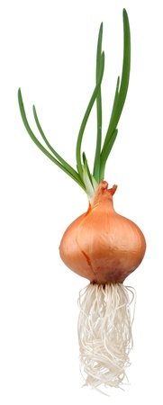 Sprouting onions - isolated on white backgroundの写真素材
