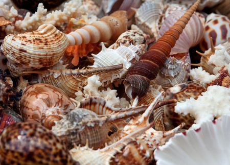 Seashells backgroundの写真素材