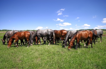 Herd on pastureの写真素材