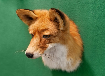 Fox head taxidermの写真素材