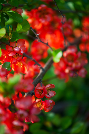 Red flowersの写真素材