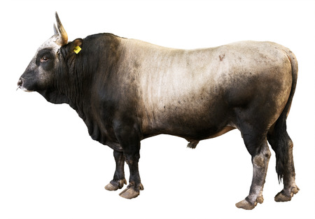 Bull isolated on whiteの写真素材