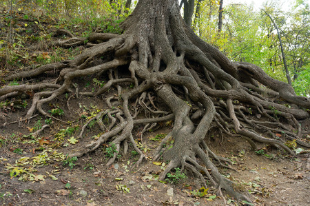 Roots of the old giant oak