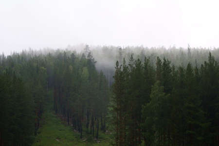 fog over the forest at night. Snapshot evening coniferous forest in fog