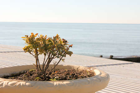 green cypress growing in the street springの写真素材