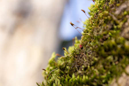 fresh green moss on a tree trunk springの写真素材