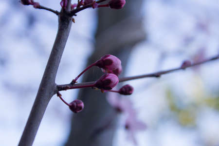 A branch of cherry blossoms pink spring timeの写真素材