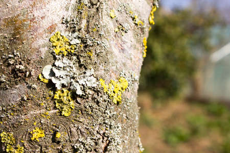 fresh green moss on a tree trunk spring