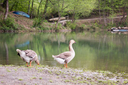 geese standing near a pond in a summer forestの写真素材
