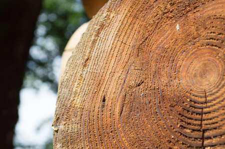 a wall of dark wood planks, photo