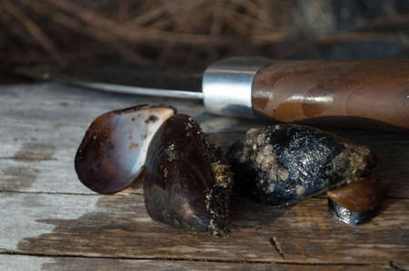 mussels and a hunting knife on a wooden background