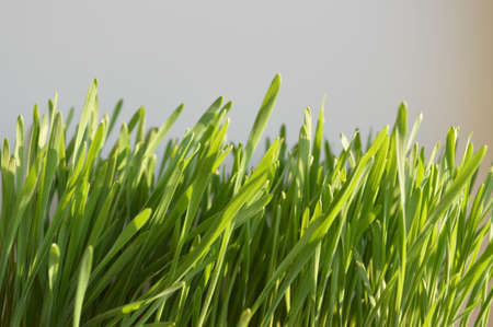 Young shoots of wheat in the ground