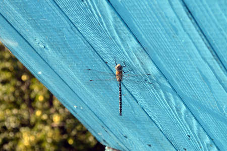 dragonfly on a wooden texture painted in blueの写真素材