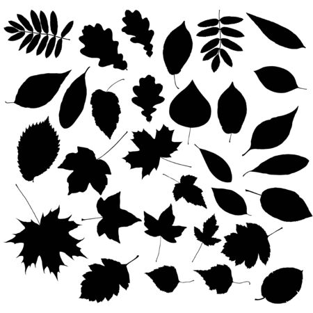 Set of silhouettes of leafsのイラスト素材