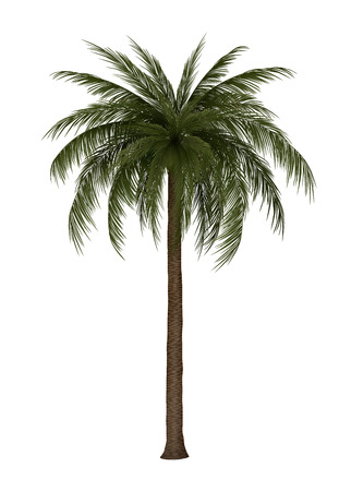 Palm tree isolated on white, vector illustration.のイラスト素材