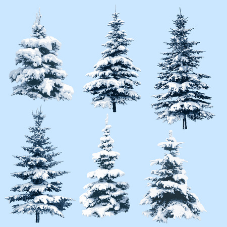 Set of pine trees in snow, illustration of christmas trees, for holiday season and new year, handmade trace. EPS 10 contains transparency.のイラスト素材