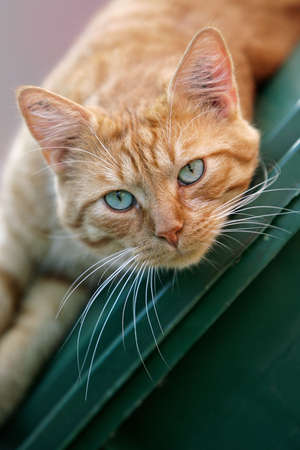 close-up of a red catの写真素材