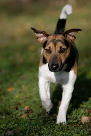 close-up of a running Jack Russell terrier