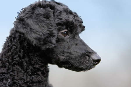 close-up of the head of a young black poodle in front of blue skyの写真素材