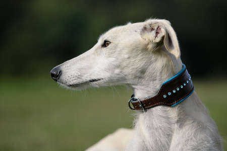 portrait of a galgo espanol dogの写真素材