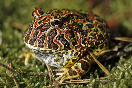 close-up of a horned frogの写真素材