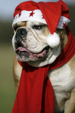christmas bulldogの写真素材